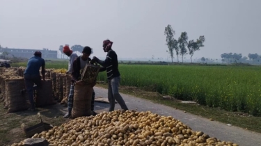 জয়পুরহাটে আলুর দাম কমায় ক্রেতারা খুশি