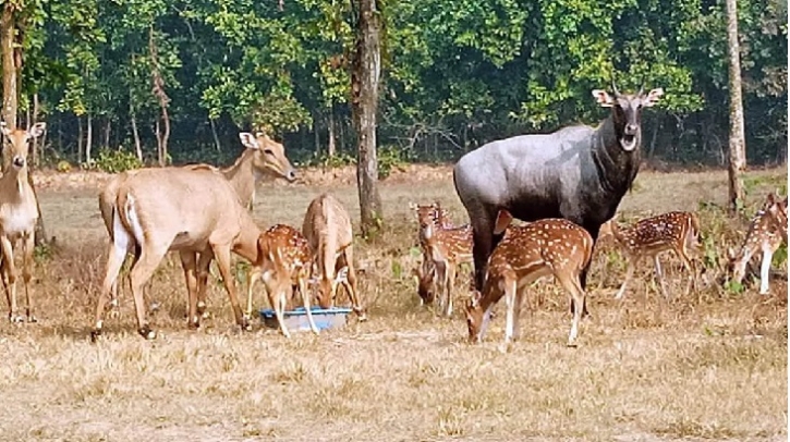 সাফারি পার্কের দেয়াল টপকে নীলগাই উধাও